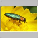 Anthaxia nitidula - Eckschild-Prachtkaefer 02.jpg